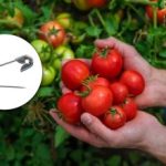 Bliv rød 10 dage tidligere: Sådan fremskynder du tomatmodningen med en nål Bliv rød 10 dage tidligere: Sådan fremskynder du tomatmodningen med