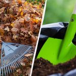 De erfarne gartneres hemmelighed: Sådan laver du gødning af nedfaldne blade på 2 måneder De erfarne gartneres hemmelighed: Sådan laver du gødning af nedfaldne