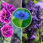 En levende have uden bekymringer: hvilke blomster sår, vokser og blomstrer af sig selv En levende have uden bekymringer: hvilke blomster sår, vokser og