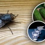 Fluerne forsvinder med det samme: de bedste naturlige midler mod insekter Fluerne forsvinder med det samme: de bedste naturlige midler mod