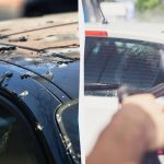 Fugle vil ikke længere skide på biler: Her er, hvad