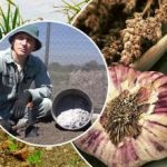 Hvidløg vil vokse som gær: Sådan forbereder du bedene om