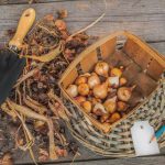 Sådan opbevarer du tulipanløg om vinteren: Kan du sætte dem i køleskabet? Sådan opbevarer du tulipanløg om vinteren: Kan du sætte dem