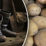 De værste dage: hvornår man ikke skal grave kartofler i