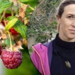 En skefuld gødning løser alt: Sådan planter du hindbær om