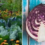 Hvorfor kål visner i bedet: Det handler om naboerne