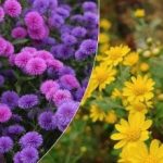 Lad dem blomstre før sneen: Den bedste måde at hjælpe