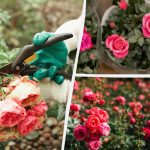 Sådan dyrker du et helt bed fra en rose: en